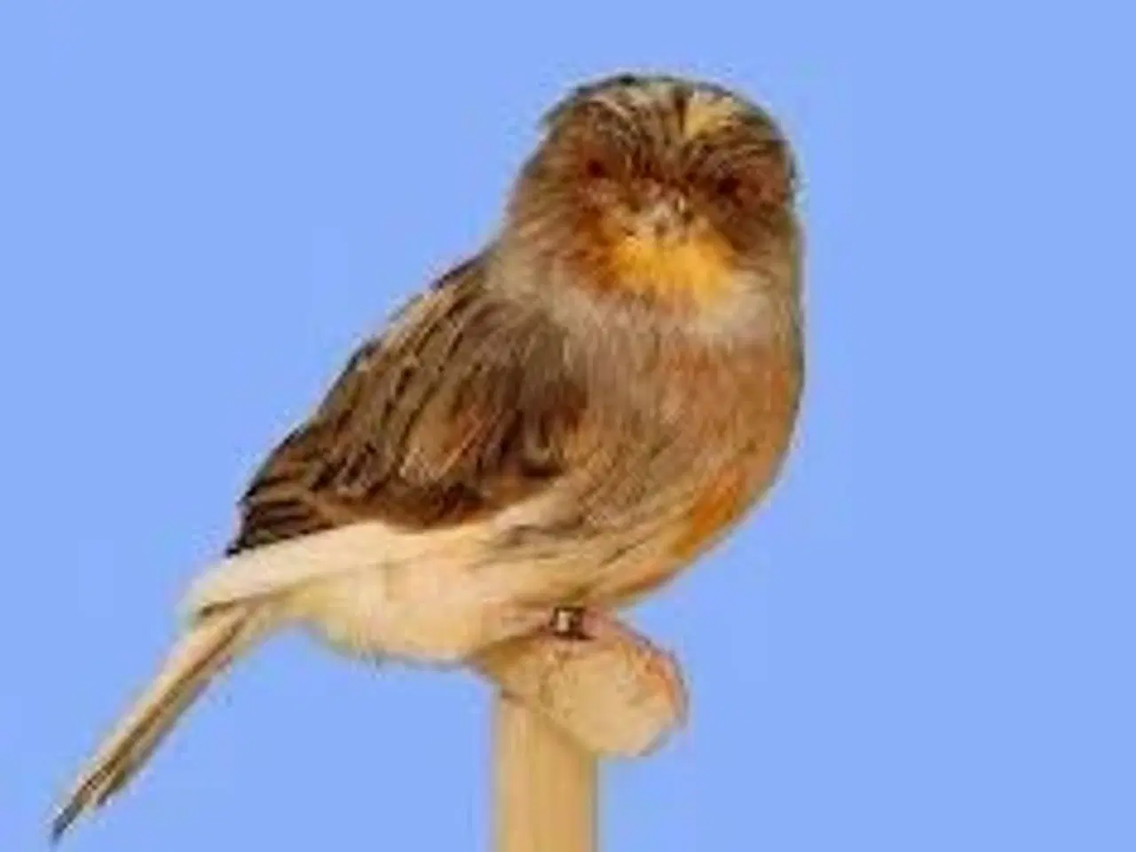 Billede 1 - Norwich han