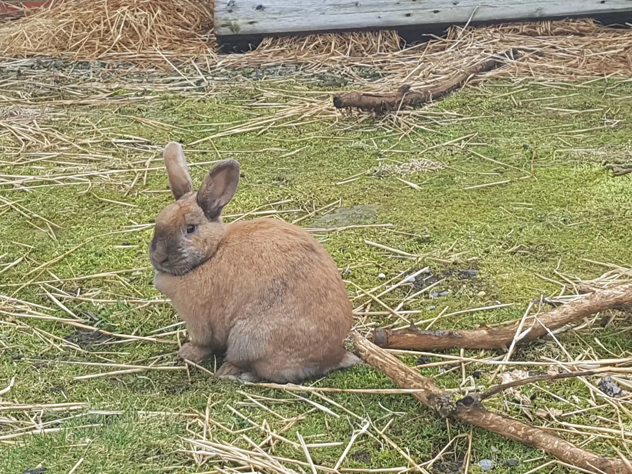 Billede 2 - Kanin