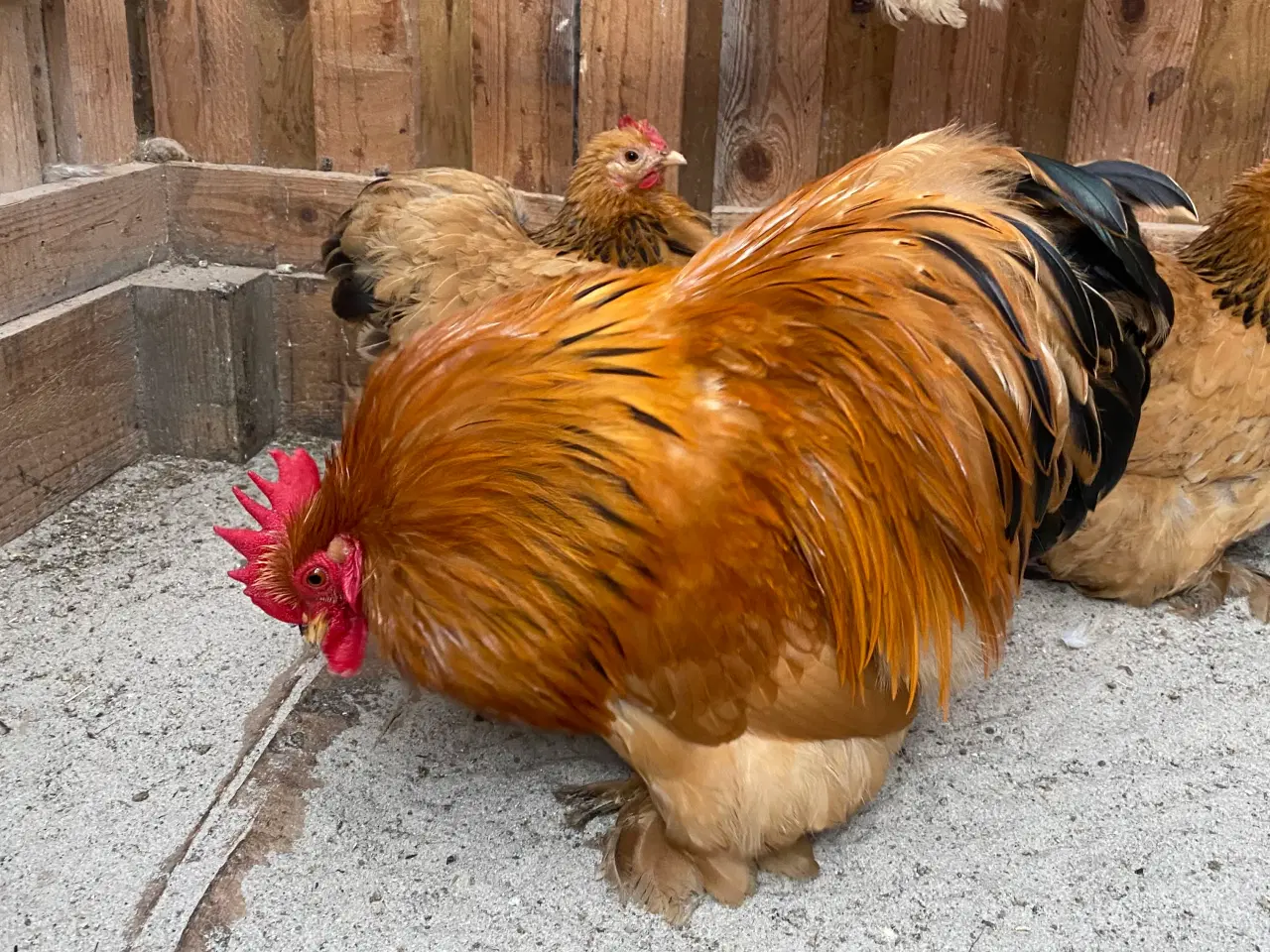 Billede 5 - Rugeæg fra dværghøns 