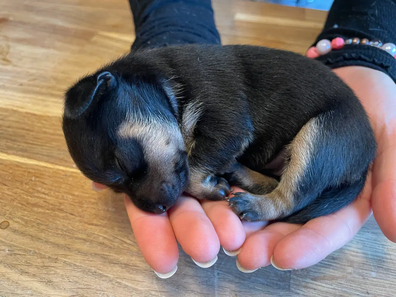 Billede 1 - Lækre Prazsky krysarik hvalpe 