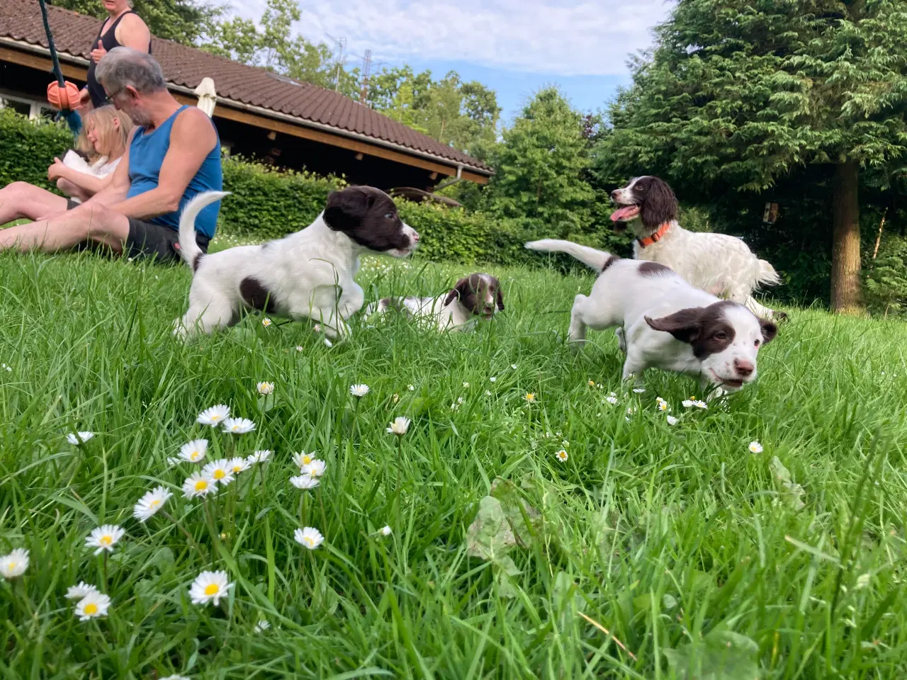 Billede 10 - Springer Spaniel 8 uger den 26/6