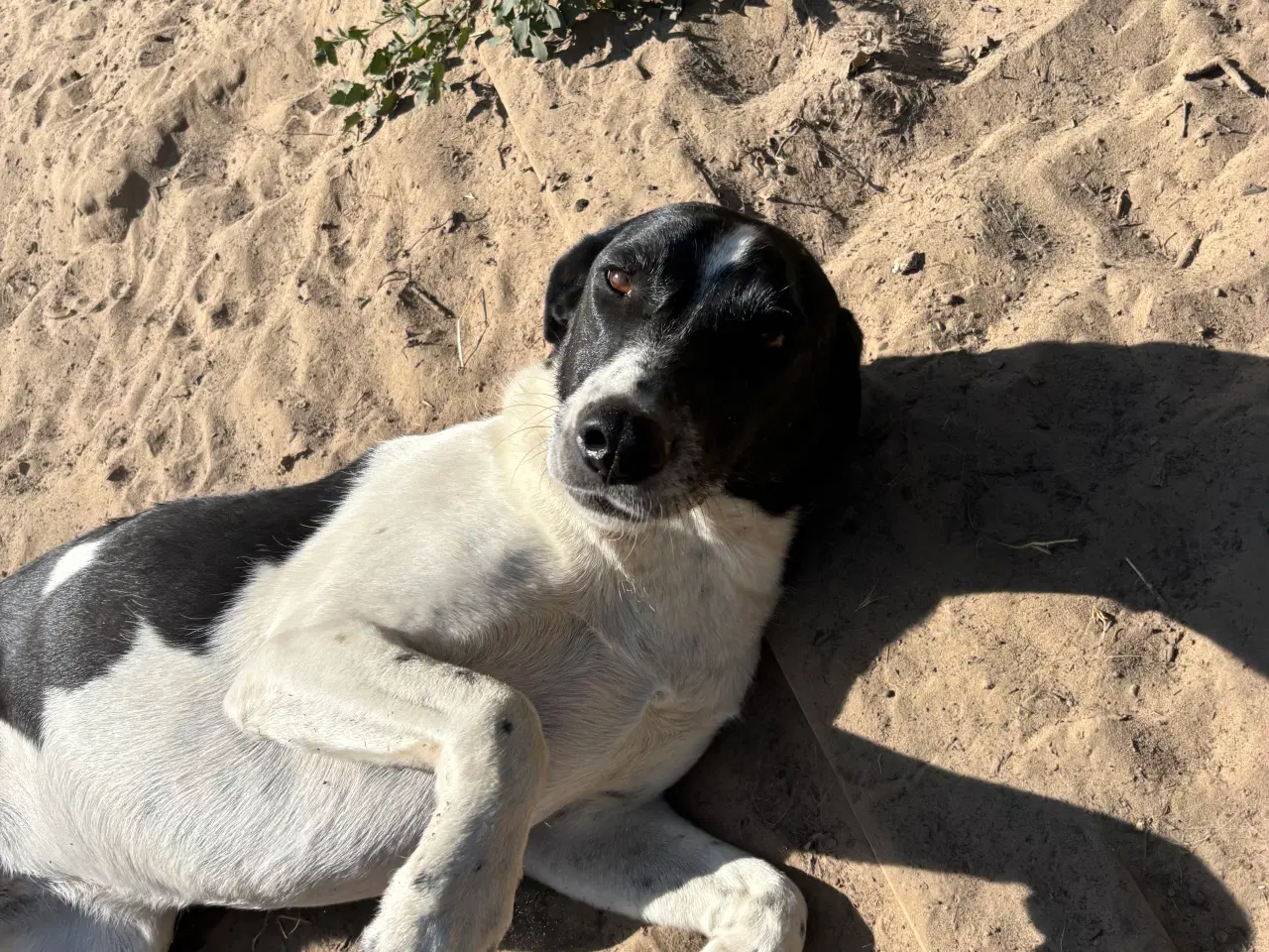 Billede 7 - Wilma til adoption! 🩷