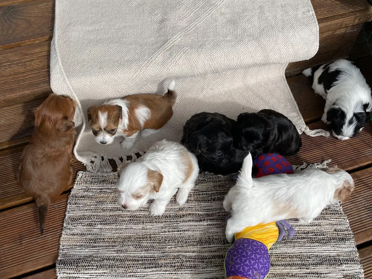 Billede 3 - Bichon Havanais hvalpe