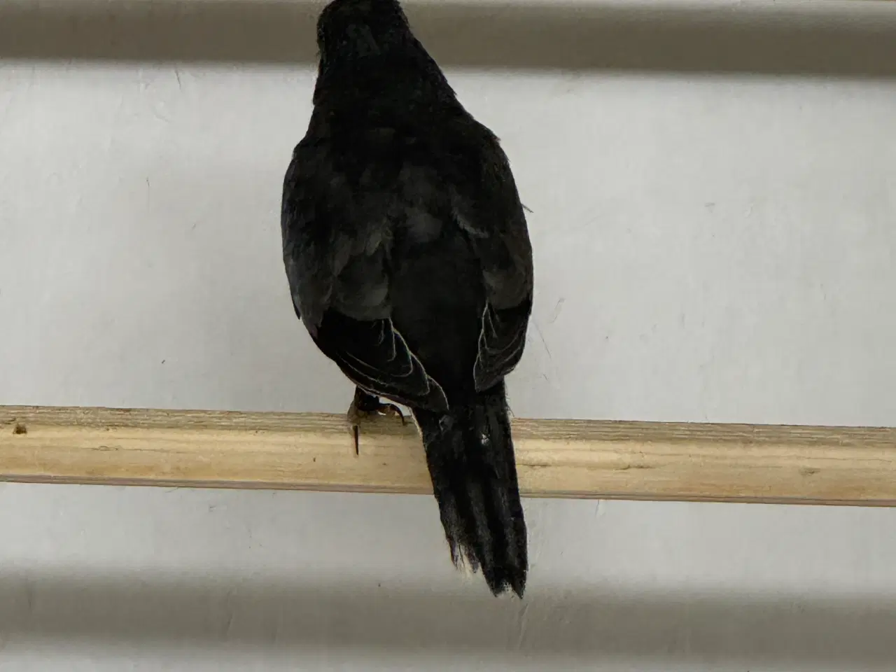 Billede 2 - Splendit Hvidbrystet