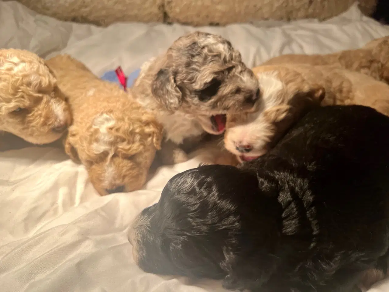 Billede 15 - Super lækre, og kraftige Lagotto / Spansk Vandhund