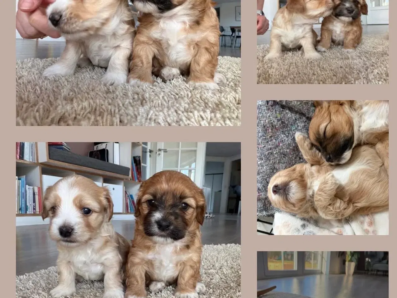 Billede 4 - Bichon havanise og Coton de Tulear blanding 