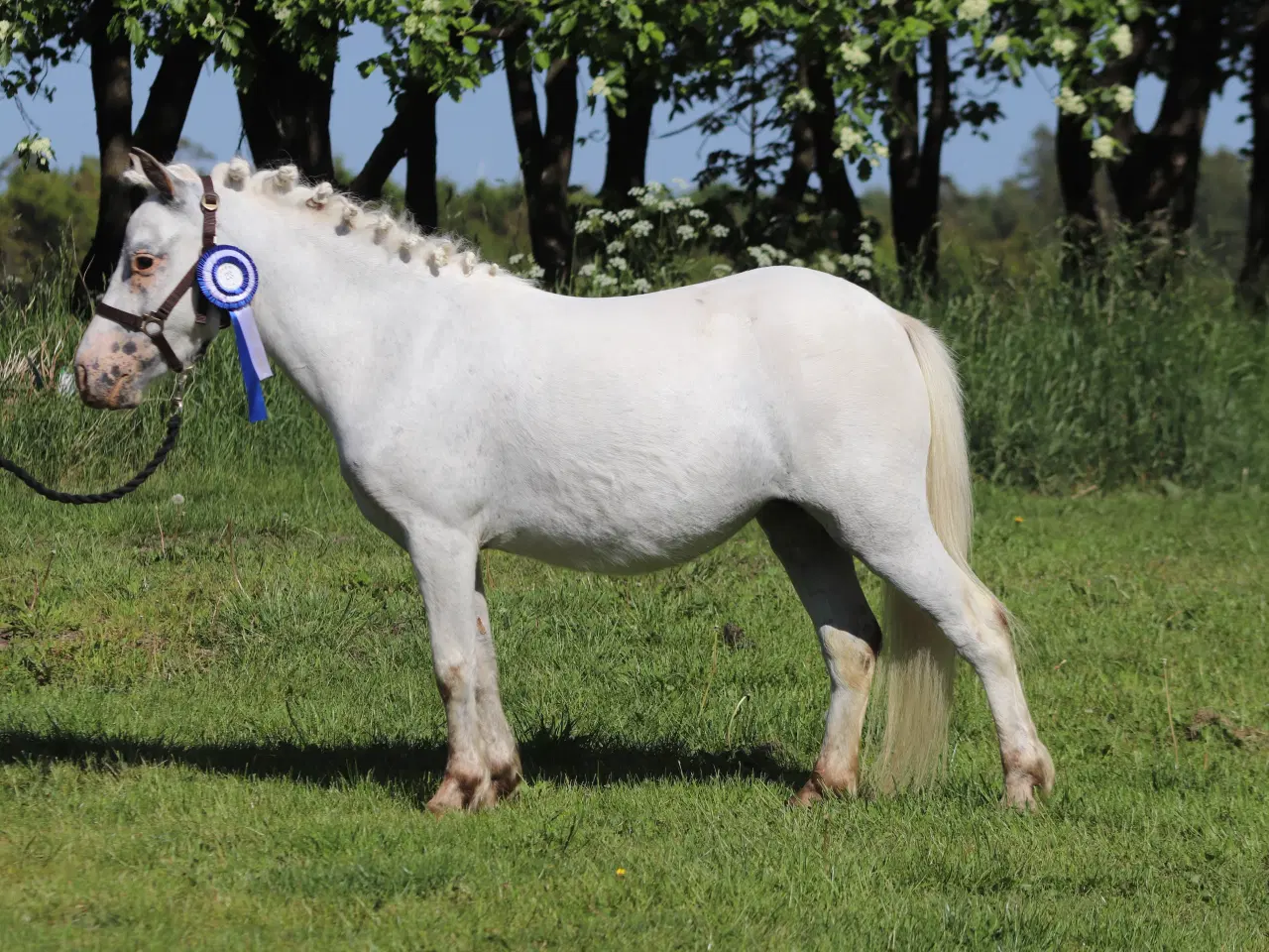 Billede 3 - Kåret Kat. 3 knabstrupper pony hoppe