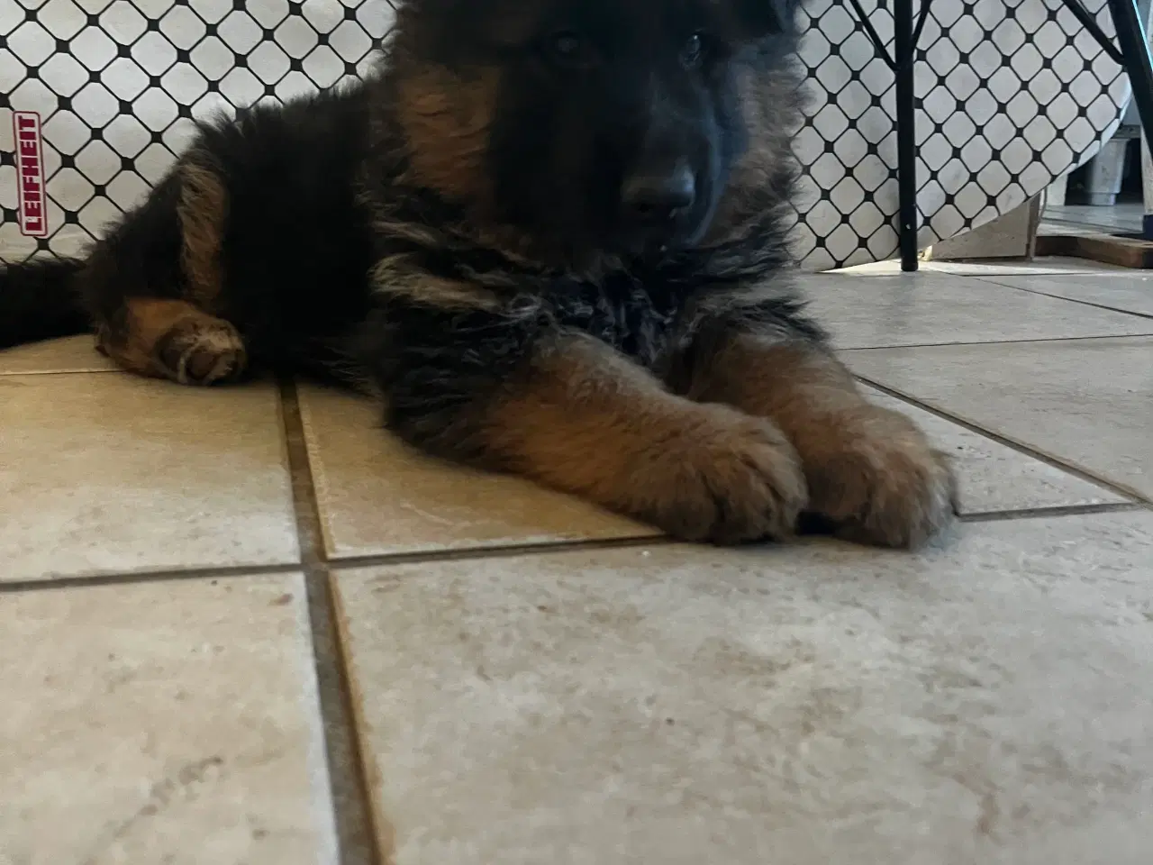 Billede 2 - Skønne hvalpe 