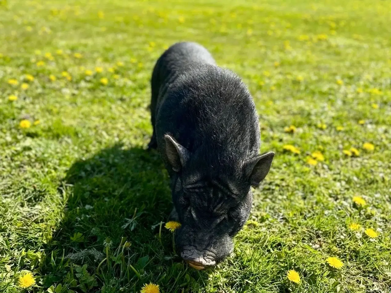 Billede 1 - Små søde minigrise 