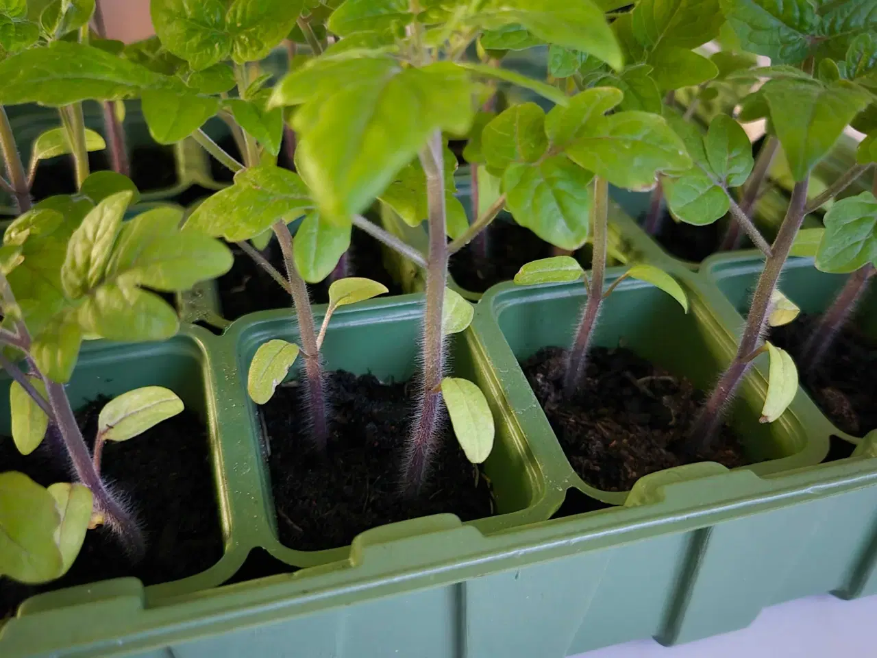 Billede 2 - Tomatplanter