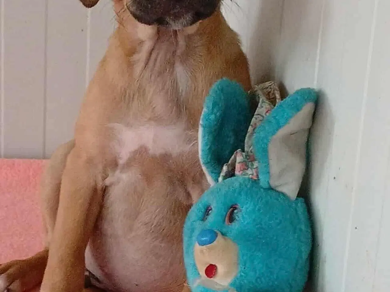 Billede 6 - Lille Odin søger familie