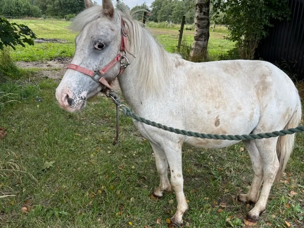 Billede 4 - Hvid knabstrupper pony 