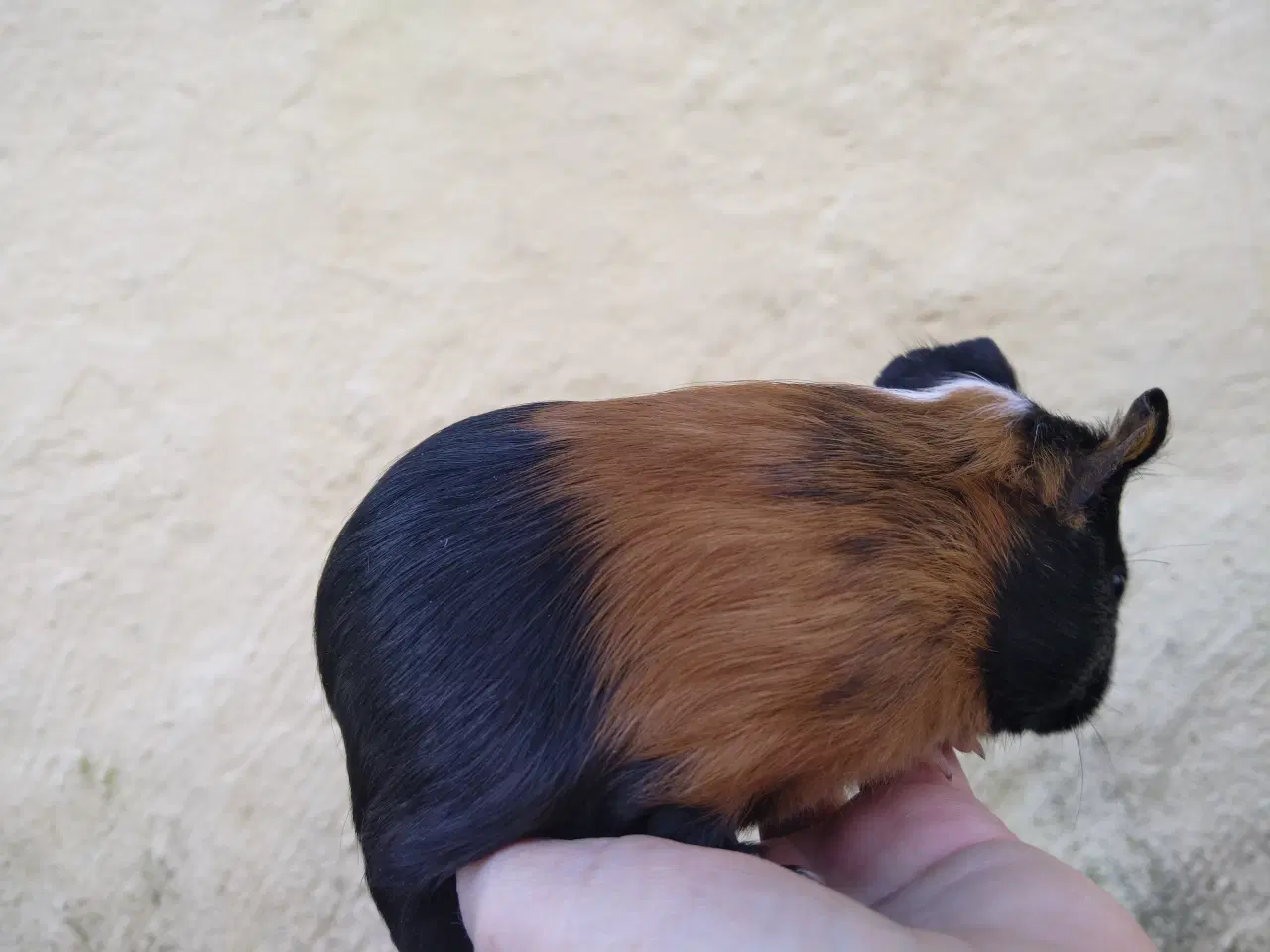 Billede 3 - 2 søstre