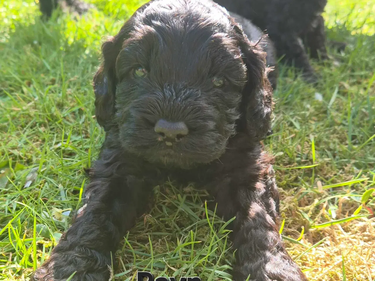 Billede 8 - Uimodstålige søde Mine cockapoo 