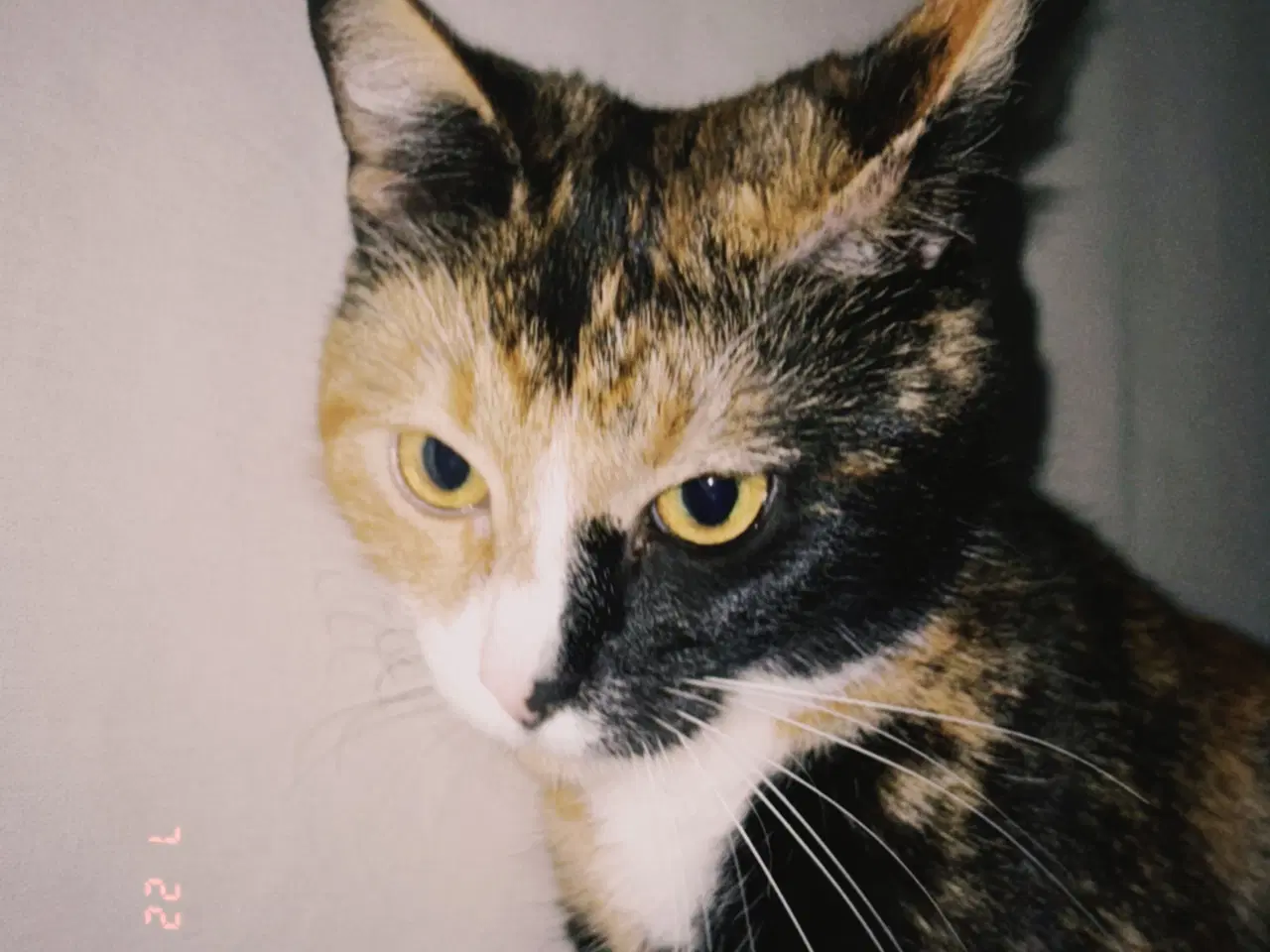 Billede 2 - Gratis kat 