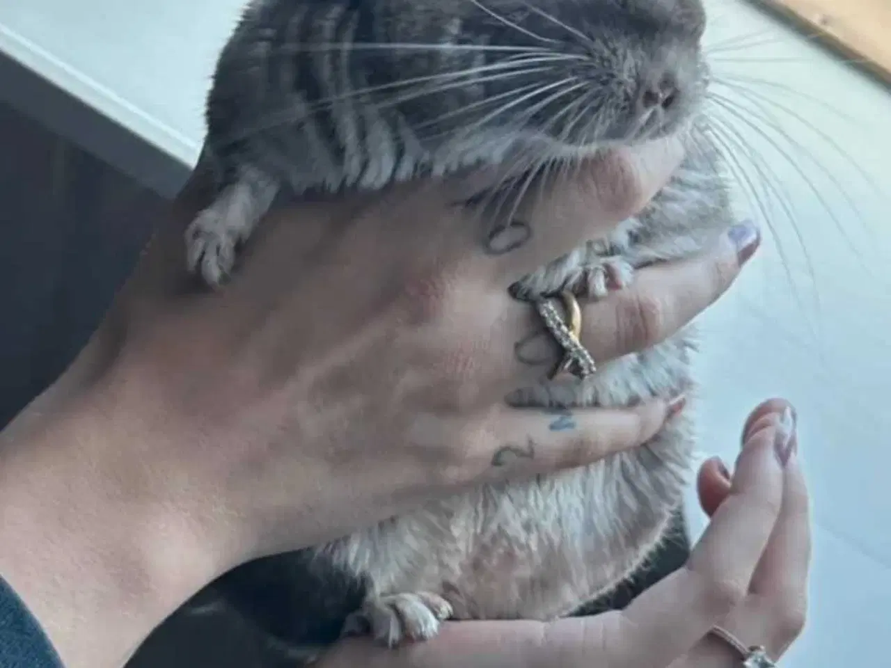Billede 2 - Chinchilla hun 1,5 år✨