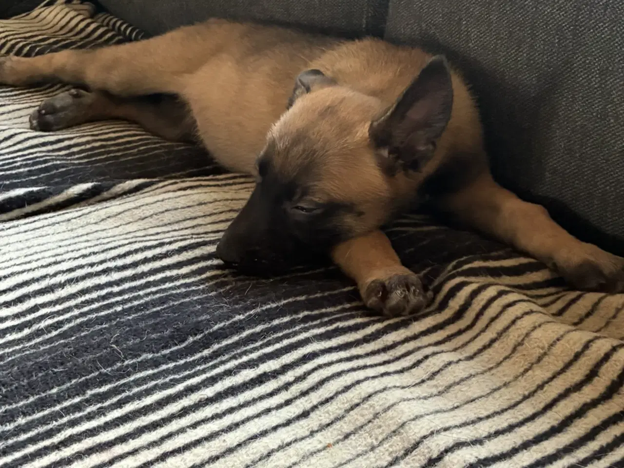 Billede 2 - Malinois hun hvalp 