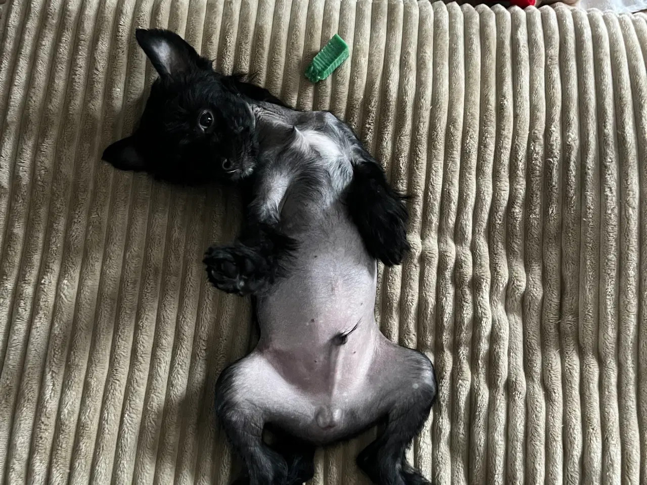 Billede 6 - Chinese crested/Kinesisk hårløs, allergivenlige