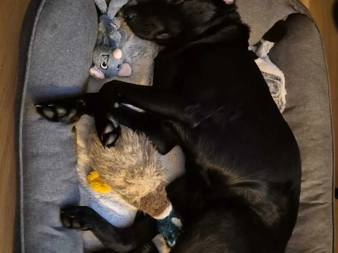 Billede 2 - 8 mdr formel 1 labrador