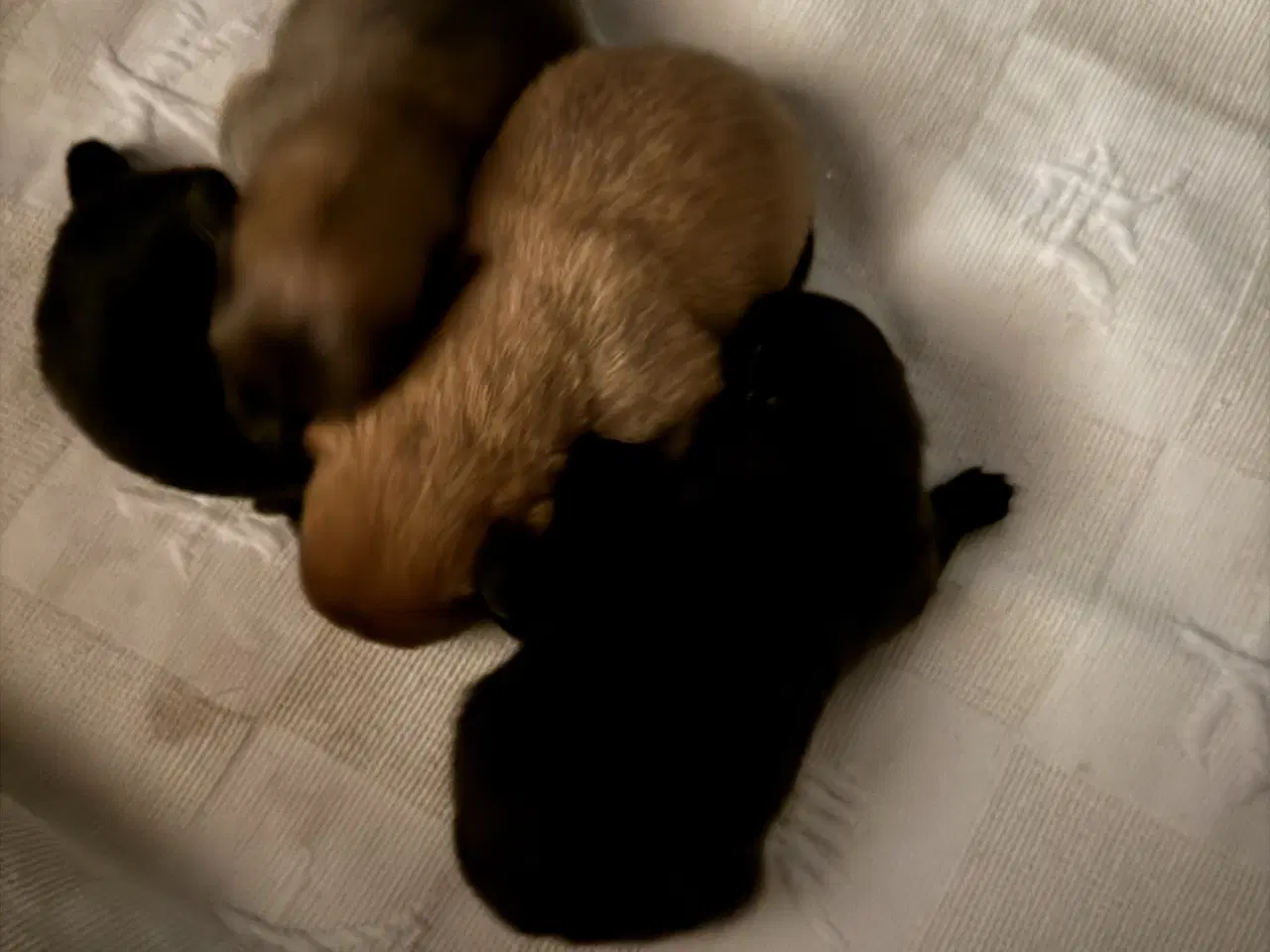 Billede 3 - Pomeranian hvalpe