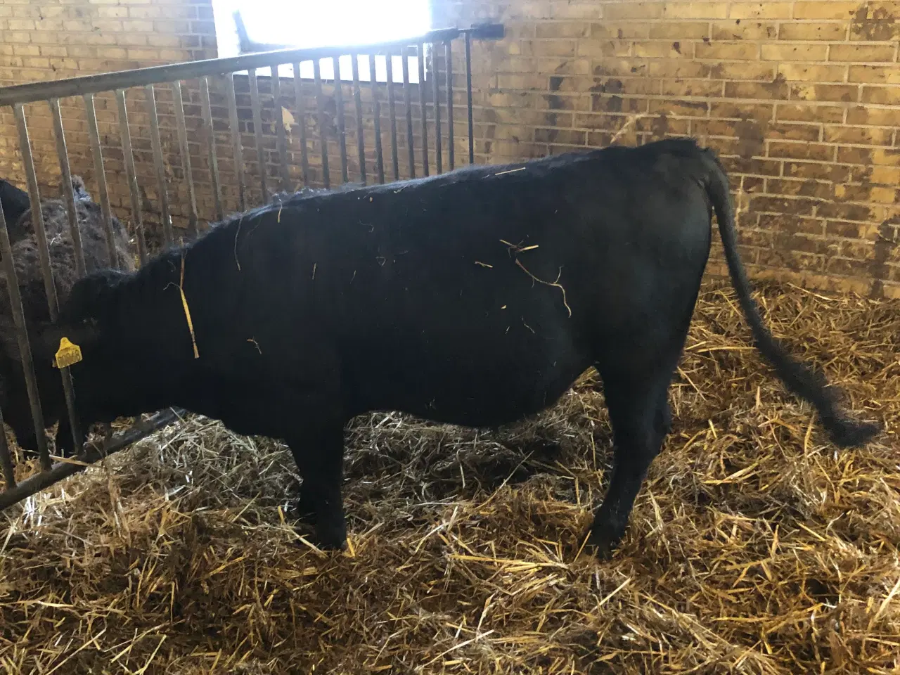 Billede 3 - Homozygotisk pollet Dexter tyr 
