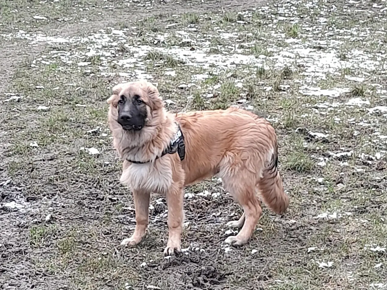 Billede 3 - Hundehvalp Blandet af Schæferhund/Pyrenæisk hyrdeh