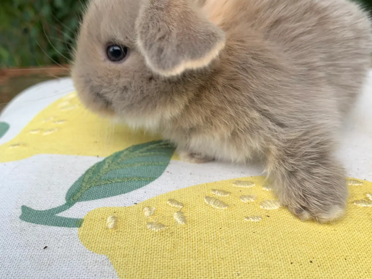Billede 2 - Mini lop baby 