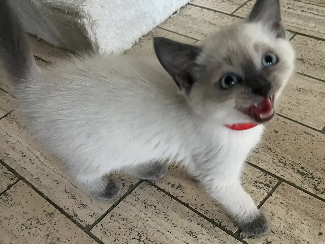 Billede 2 - Hellig Birma/Ragdoll inde katte 