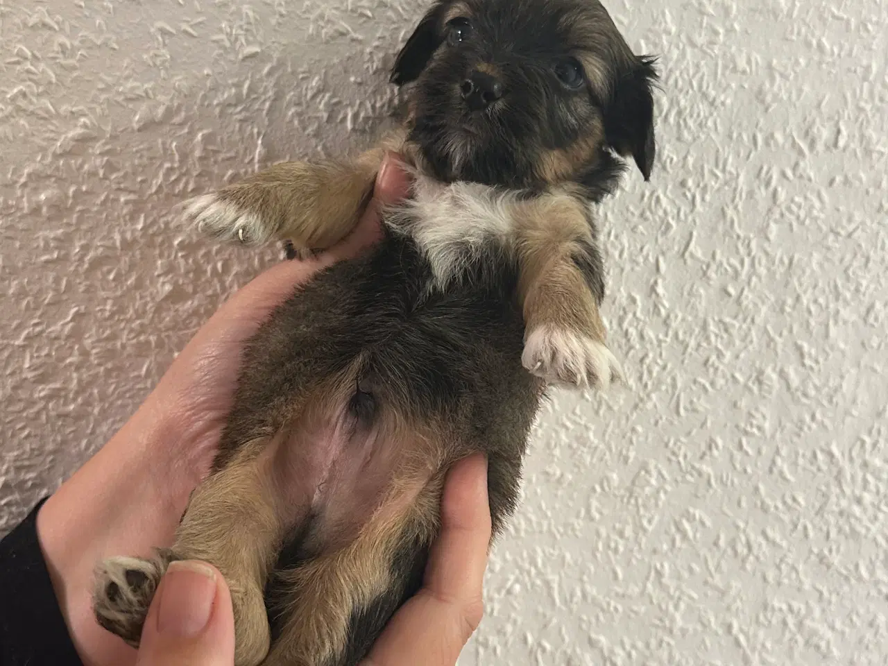 Billede 9 - Hundehvalpe 