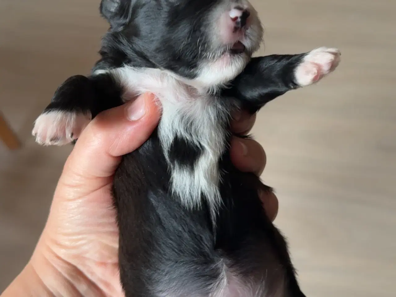 Billede 3 - Dejlige familiehund.