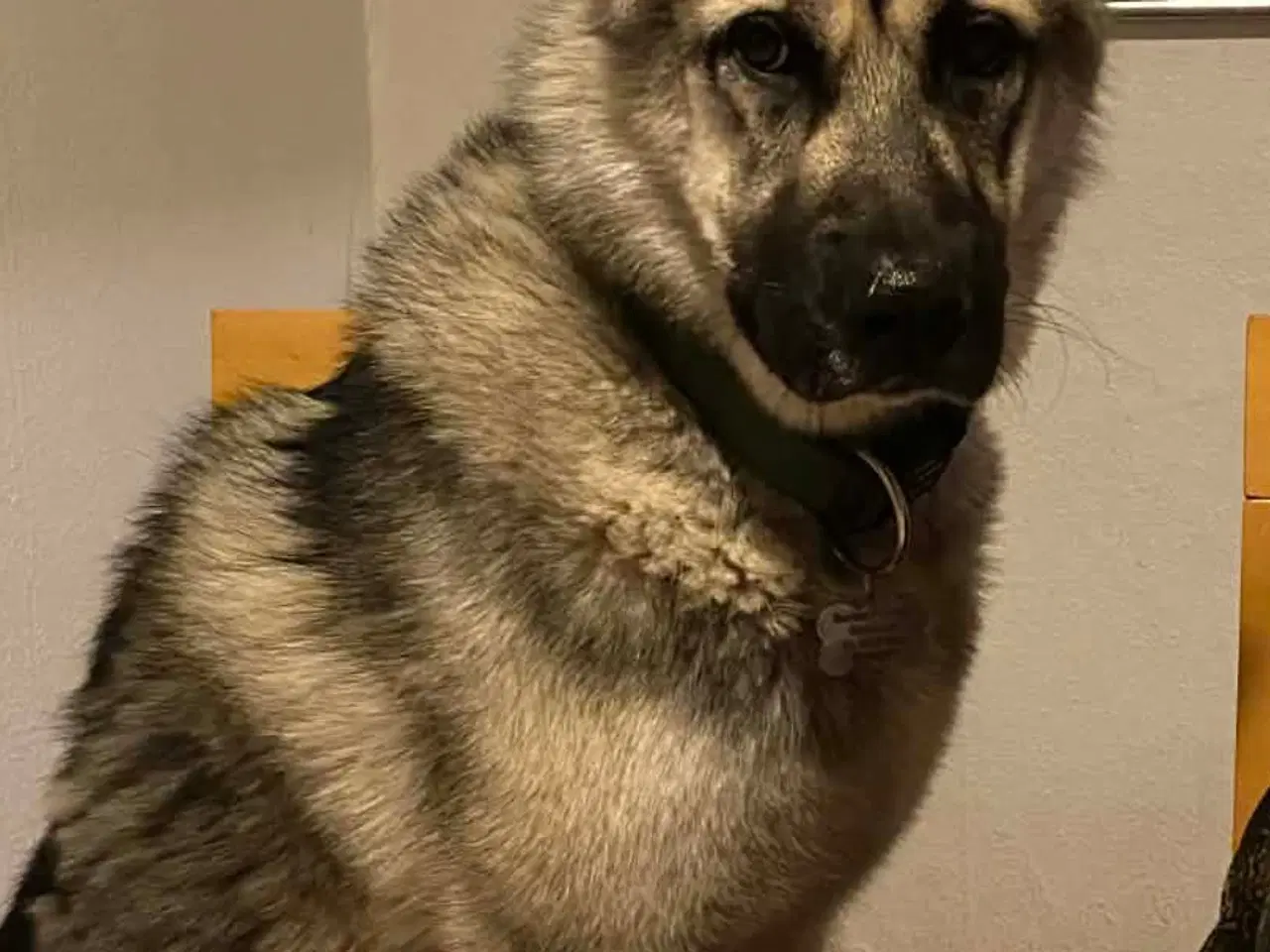 Billede 2 - Deglig stor sød han hund søger nyt hjem