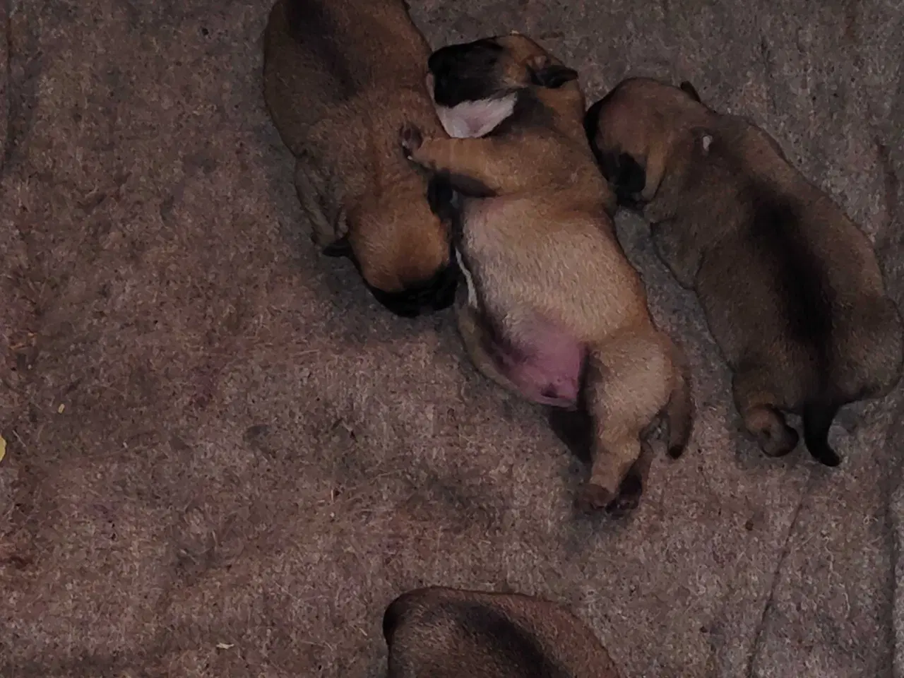 Billede 2 - Mops hvalpe 