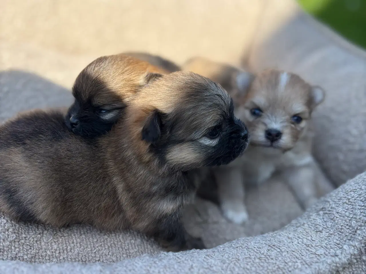 Billede 2 - Pomeranian hvalpe blue Merle 
