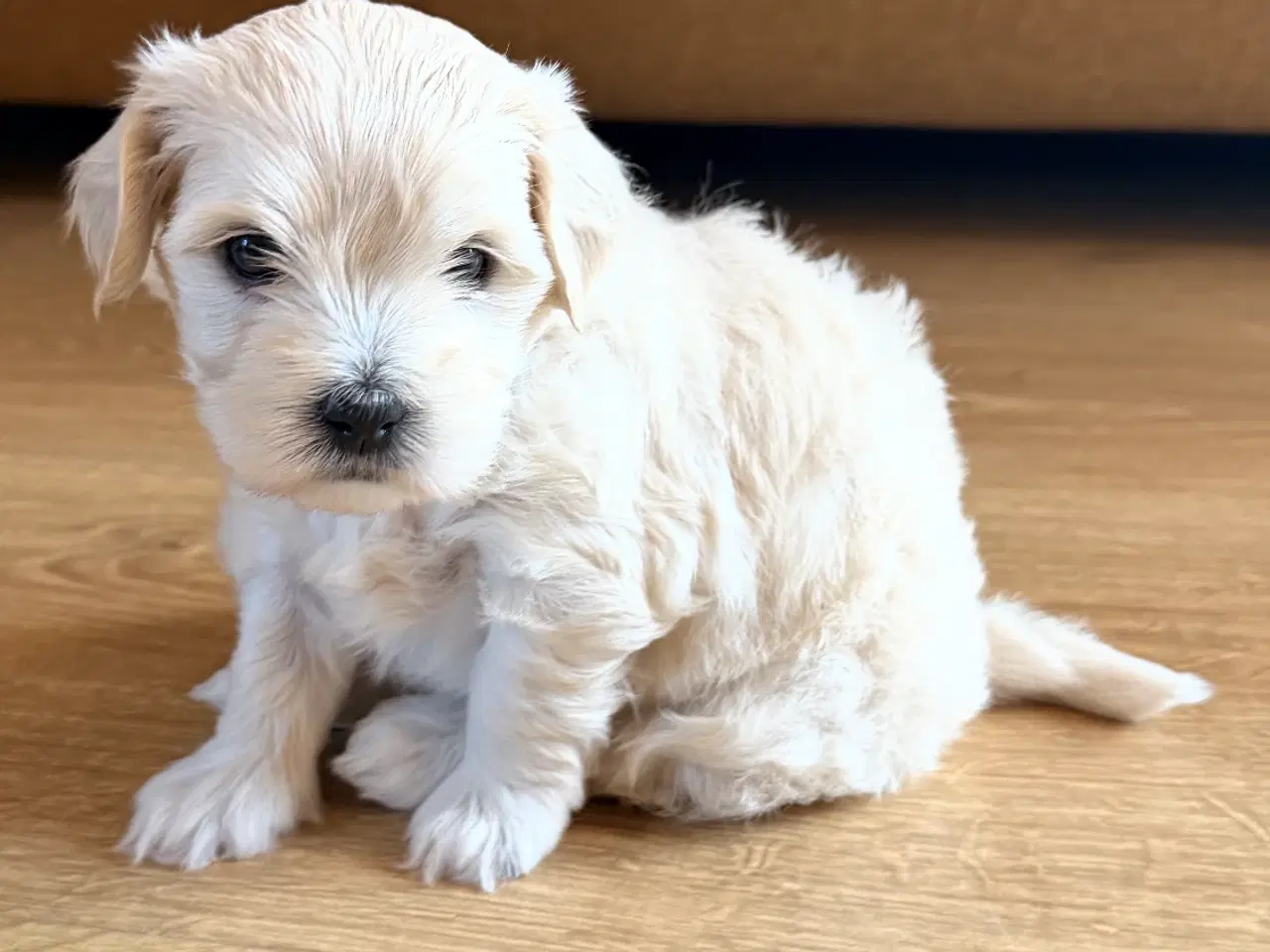 Billede 6 - Bomuldshunde - Havatons 