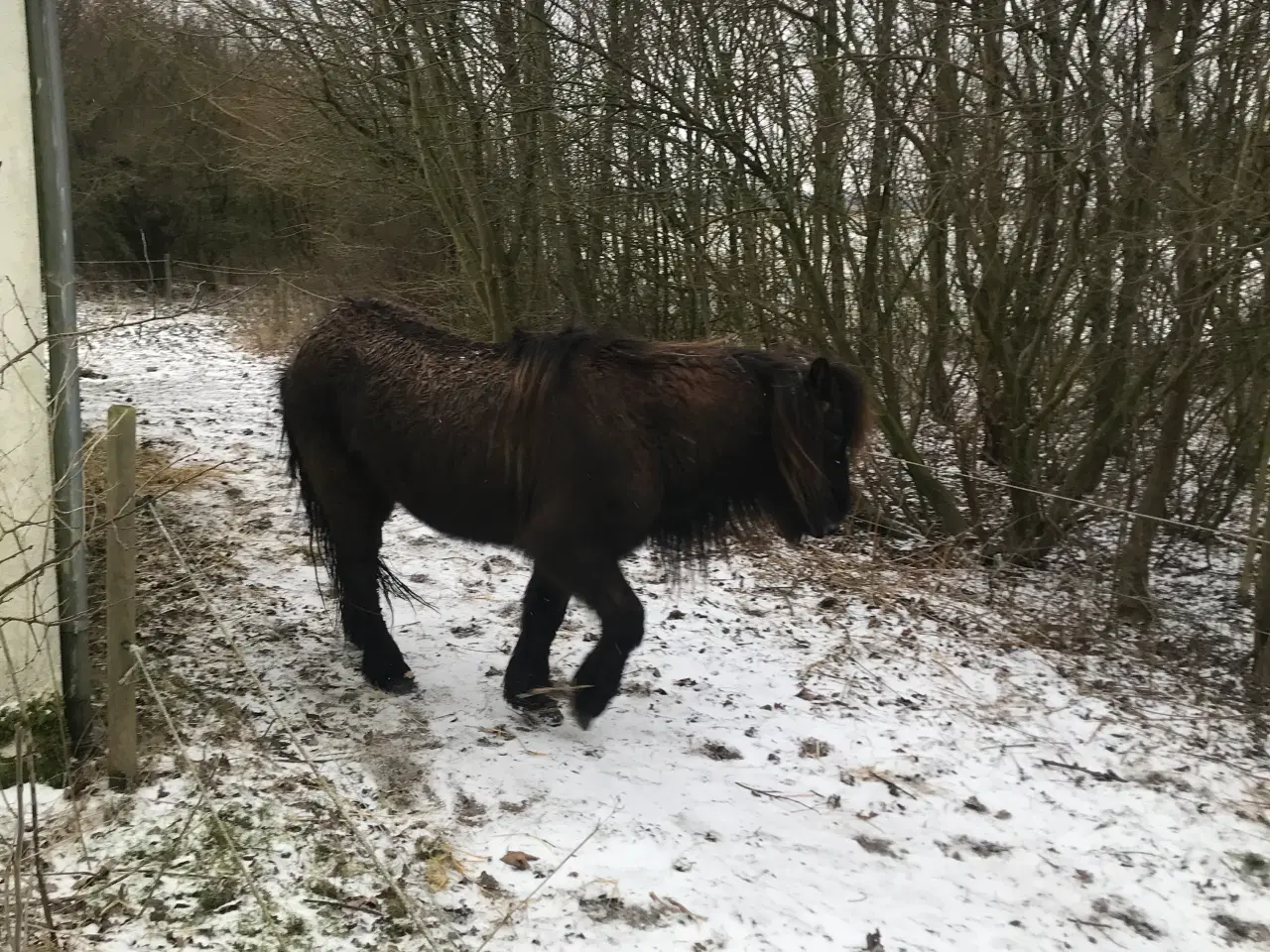Billede 1 - 2 islandske heste og div. tilbehør