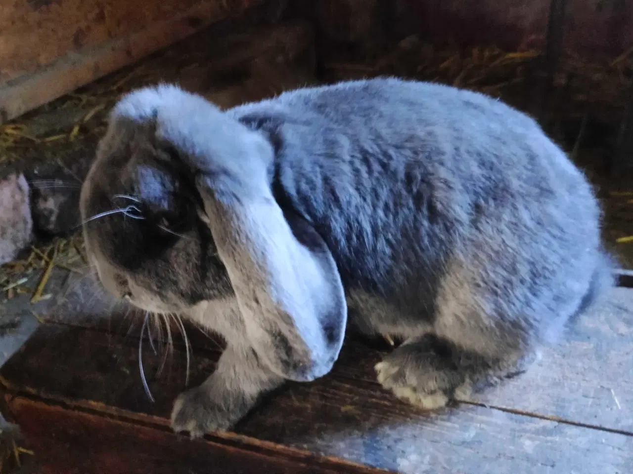 Billede 3 - Fransk vædder