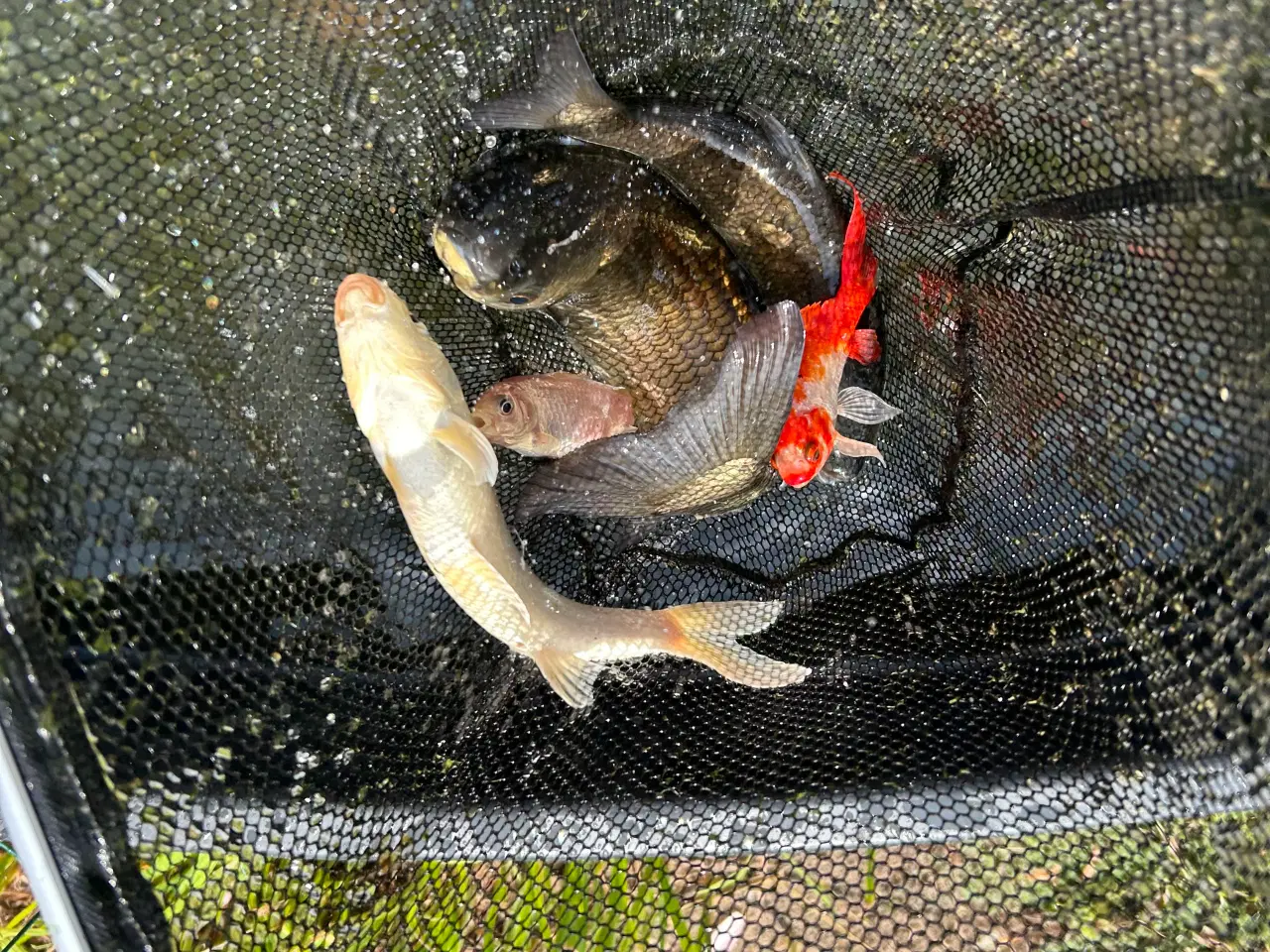 Billede 3 - Havebassin fisk myggesnapper