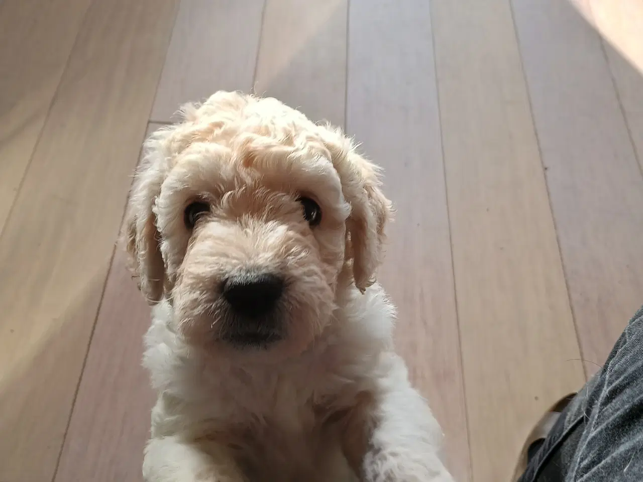 Billede 7 - Labradoodle hvalpe 
