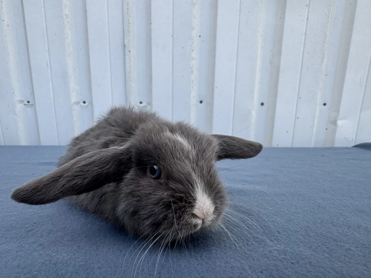 Billede 4 - Dværgvædder hunkanin