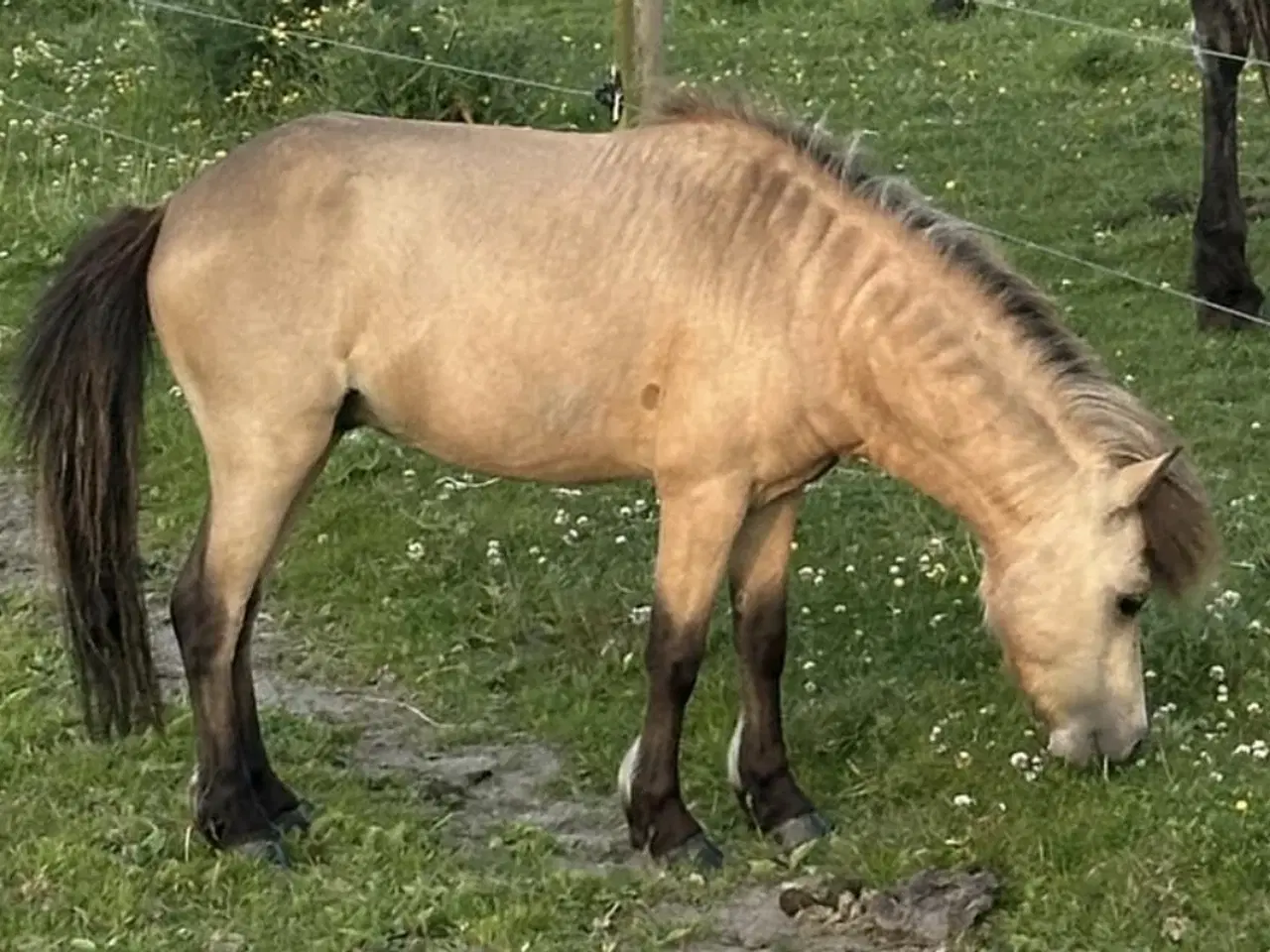 Billede 2 - Smukkeste miniature shetlandspony