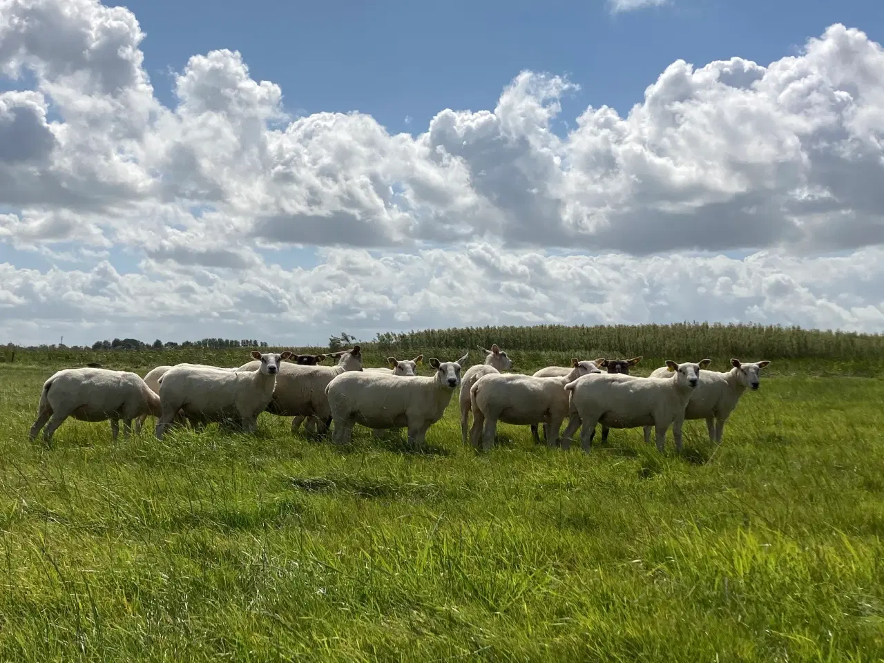 Billede 4 - Gimmere fra april 2024