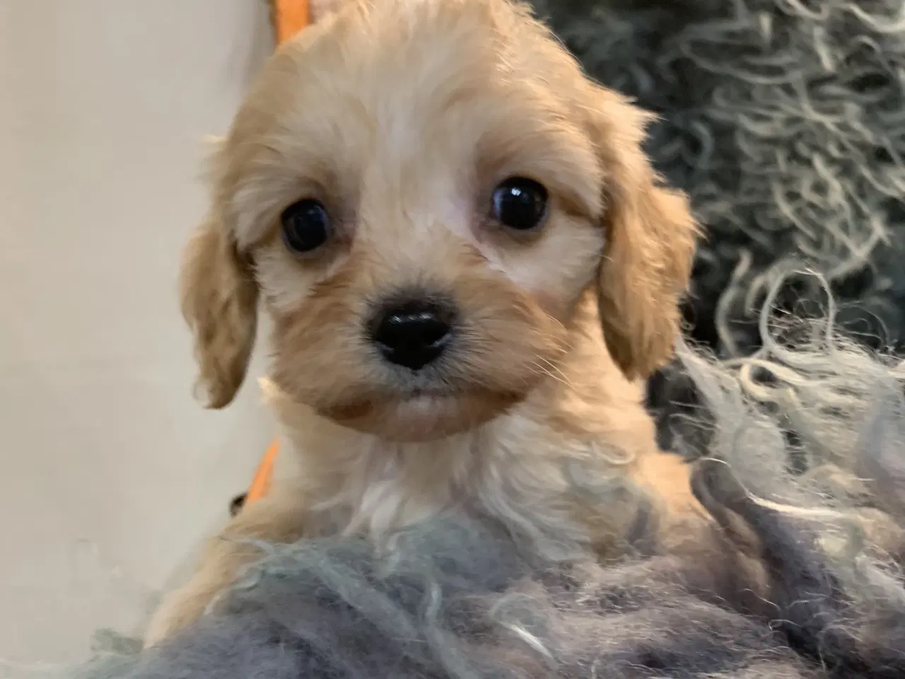 Billede 14 - Mini cavapoo babyer F1