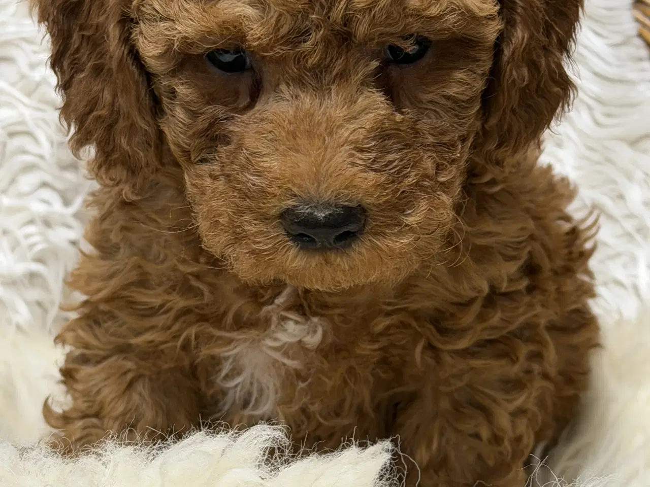 Billede 1 - Skønne Doodldoodle hvalpe 