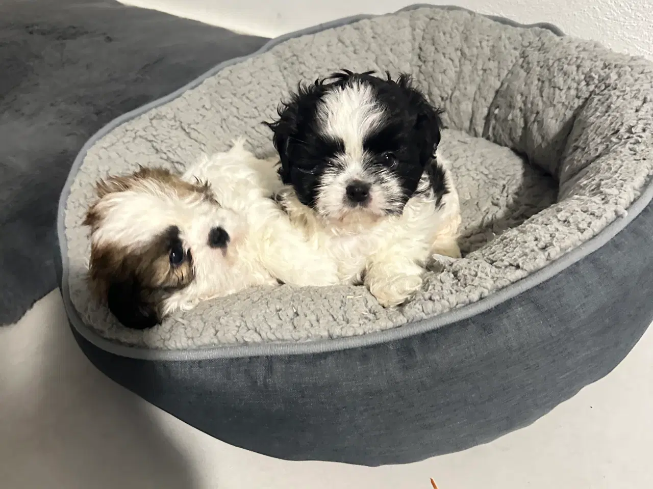 Billede 5 - Sød og allergivenlige Shih-Tzu hvalpe🐶
