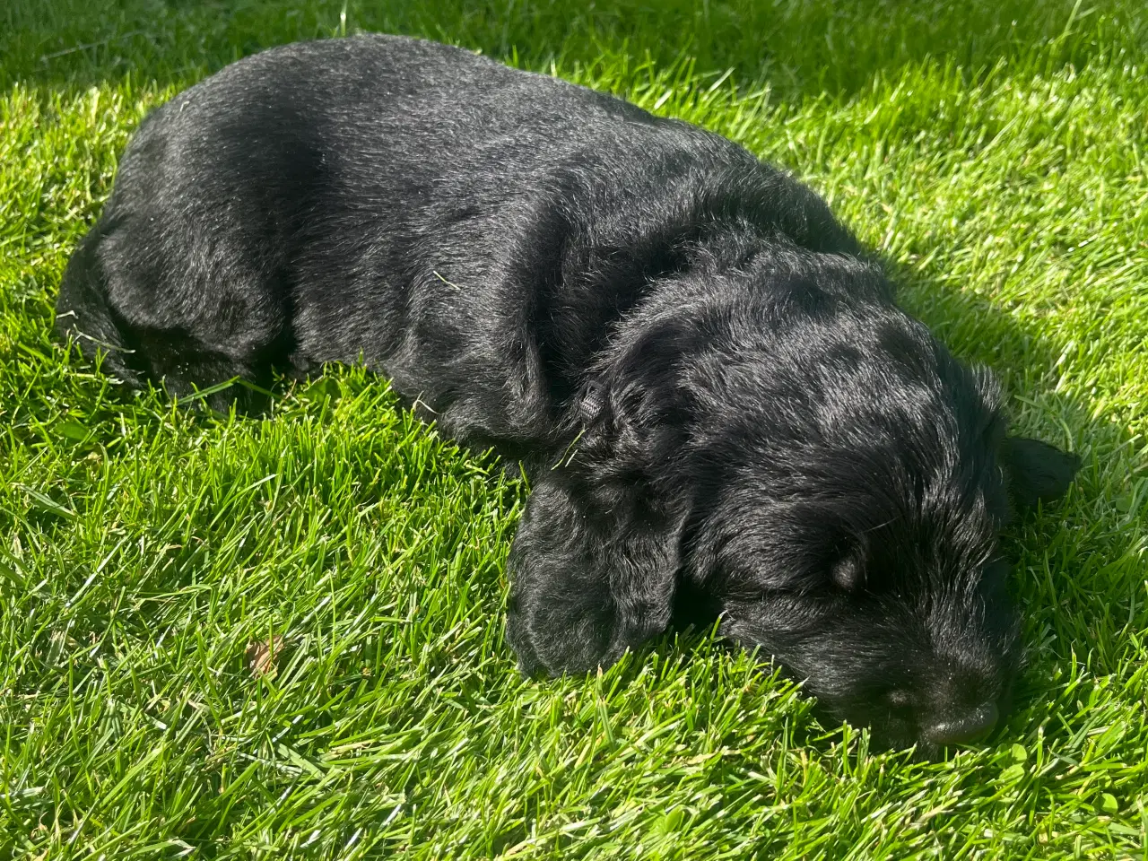 Billede 4 - Labradoodles hvalpe
