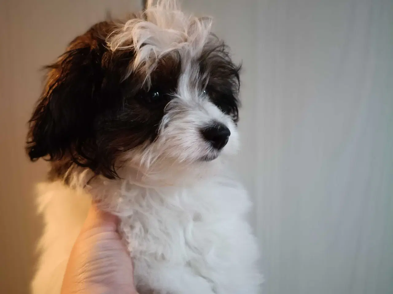 Billede 1 - Blanding hvalp mor papillon,far ren puddel.