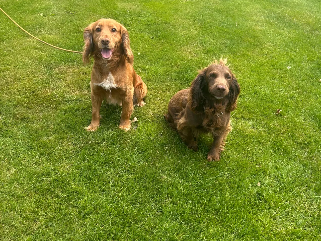 Billede 4 - Ft cocker spaniel hvalpe