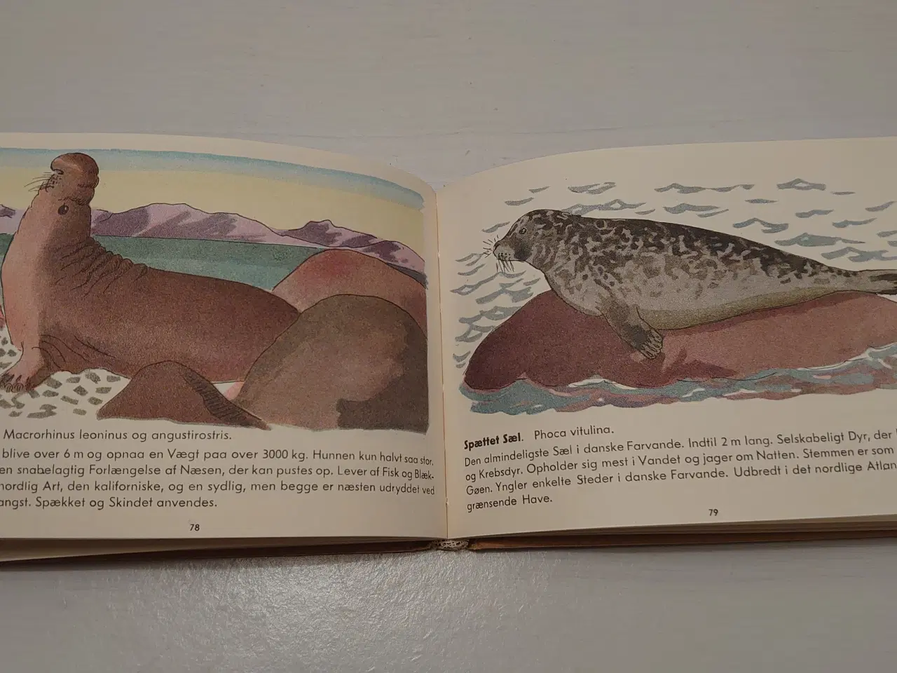 Billede 5 - Herluf Petersen:Rom´s Atlas over Pattedyr.Før 1948