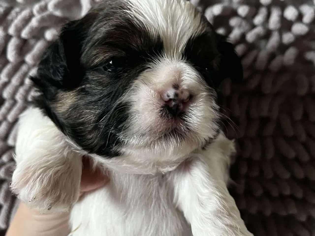 Billede 4 - Shih Tzu hvalpe