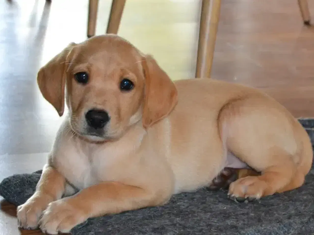 Billede 10 - Formel 1 labrador